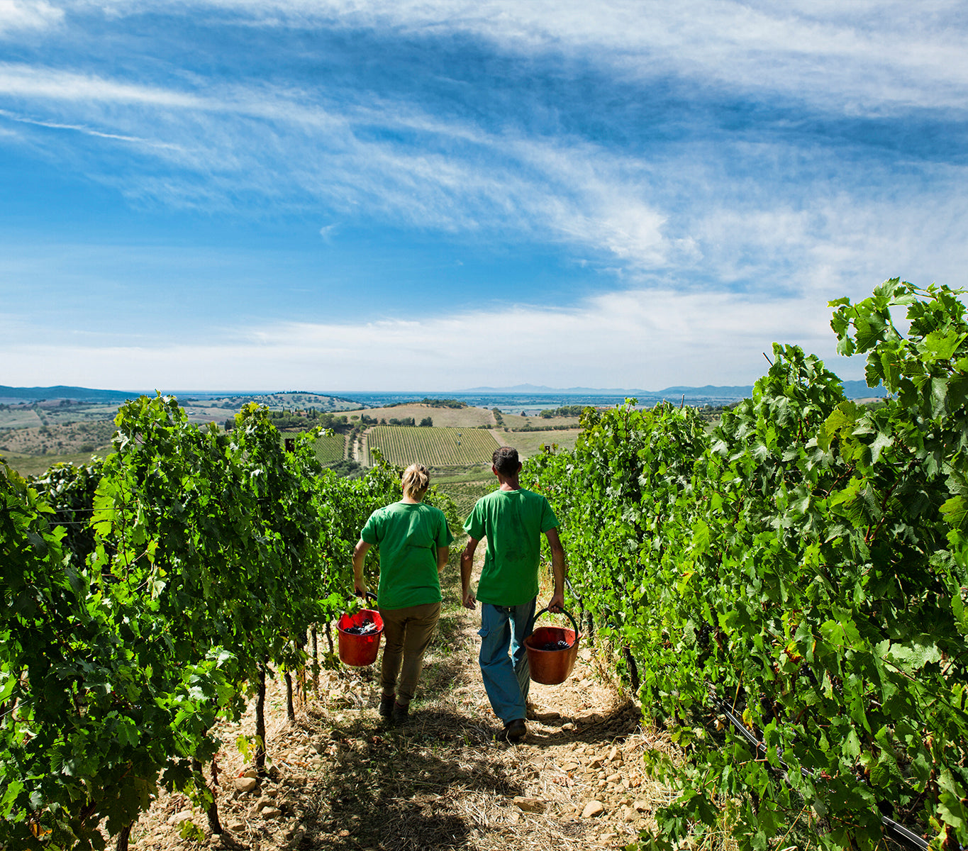 Premium Wine Tour Tasting - Belguardo Estate Tuscany - Mazzei