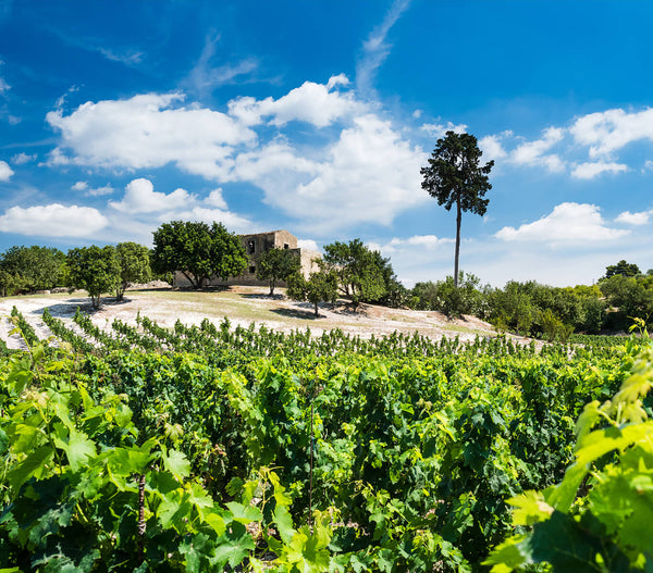 Private Premium Wine Tour - Zisola Estate Sicily - Mazzei